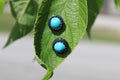 Turquoise Stud Earrings