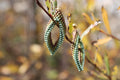 Tiny Green  Peyote Twist Earrings